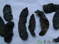 水蛭的功效与作用水蛭的药用价值