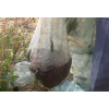 水蛭捕捞|吉林水蛭|吉林水蛭养殖