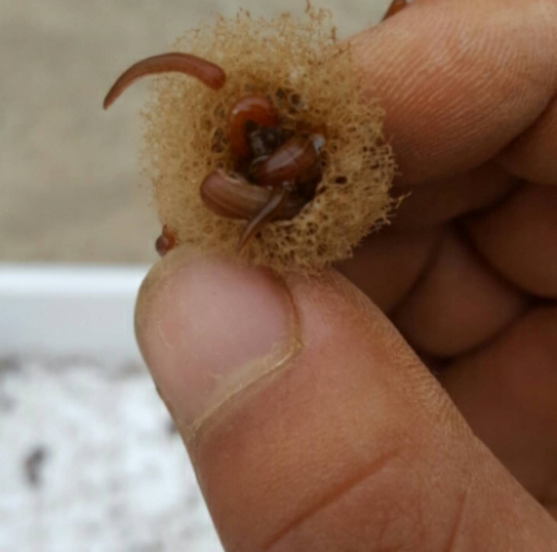 水蛭卵茧1