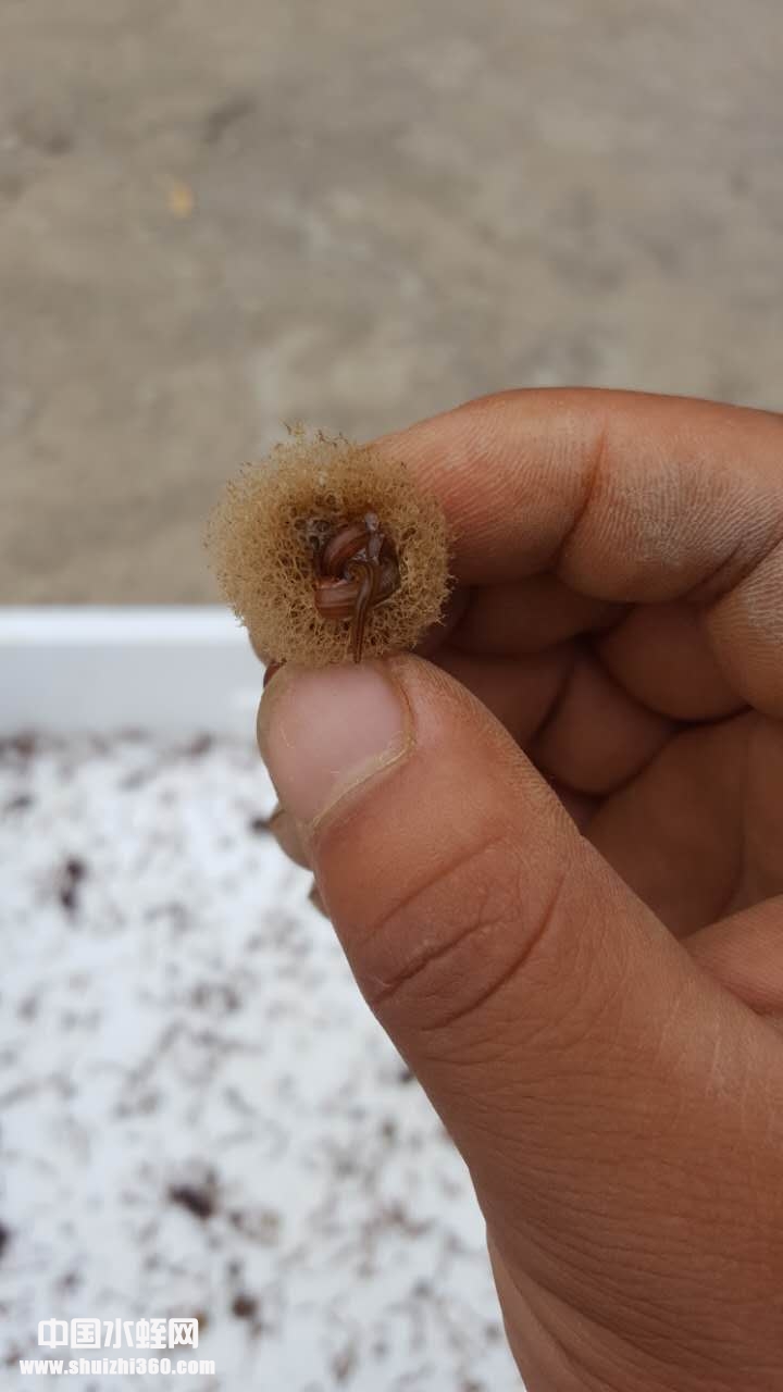 水蛭卵茧4