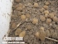水蛭养殖的卵茧是如何孵化与采集的
