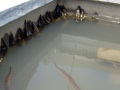 水泥池养殖水蛭技术方法，你知道哪些？