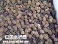 水蛭(蚂蝗)养殖技术之水蛭卵茧的孵化技术