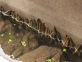 水蛭养殖池的消毒处理技术