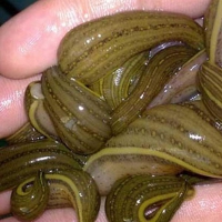 盐城蓝洋水蛭养殖基地大量供应水蛭青年苗