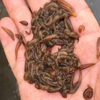 盐城蓝洋水蛭养殖基地大量供应水蛭幼苗
