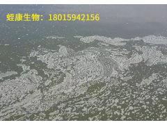 【水蛭养殖管理】水蛭养殖池塘中产生油膜要怎么处理？