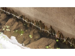 【水蛭养殖技术】水蛭长期吸壁不下水要怎么处理？