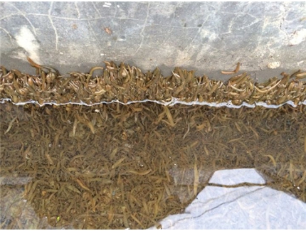 【水蛭养殖技术】水蛭养殖池中亚硝酸盐对水蛭的影响